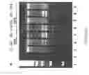 Fig. 10 - Rapid screening of biologically active nucleases and isolation of nuclease-modified cells