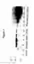 Fig. 02 - METHOD FOR THE EARLY DETECTION OF RENAL INJURY