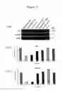 Fig. 12 - Cell-based detection of APF through its interaction with CKAP4 for diagnosis of interstitial cystitis