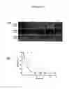 Fig. 14 - Cell-based detection of APF through its interaction with CKAP4 for diagnosis of interstitial cystitis