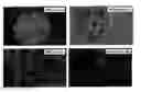 Fig. 01 - HORMONE RESPONSIVE TISSUE CULTURE SYSTEM AND USES THEREOF