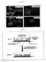 Fig. 10 - HORMONE RESPONSIVE TISSUE CULTURE SYSTEM AND USES THEREOF
