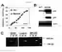 Fig. 12 - HORMONE RESPONSIVE TISSUE CULTURE SYSTEM AND USES THEREOF