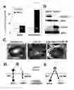 Fig. 13 - HORMONE RESPONSIVE TISSUE CULTURE SYSTEM AND USES THEREOF
