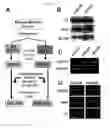 Fig. 14 - HORMONE RESPONSIVE TISSUE CULTURE SYSTEM AND USES THEREOF