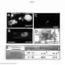 Fig. 16 - HORMONE RESPONSIVE TISSUE CULTURE SYSTEM AND USES THEREOF