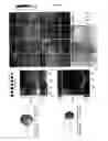 Fig. 17 - HORMONE RESPONSIVE TISSUE CULTURE SYSTEM AND USES THEREOF
