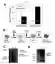 Fig. 20 - HORMONE RESPONSIVE TISSUE CULTURE SYSTEM AND USES THEREOF
