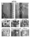 Fig. 23 - HORMONE RESPONSIVE TISSUE CULTURE SYSTEM AND USES THEREOF