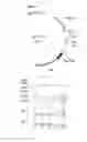 Fig. 03 - METHOD OF PREPARING PROTEIN HAVING HIGH CONTENT OF SPECIFIC AMINO ACID BY CO-EXPRESSION WITH TRNA OF SPECIFIC AMINO ACID