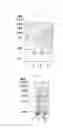 Fig. 04 - METHOD OF PREPARING PROTEIN HAVING HIGH CONTENT OF SPECIFIC AMINO ACID BY CO-EXPRESSION WITH TRNA OF SPECIFIC AMINO ACID