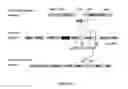 Fig. 04 - Compositions and methods for bacterial production of chondroitin