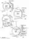 Fig. 16 - Compositions and methods for bacterial production of chondroitin
