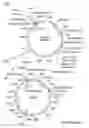 Fig. 19 - Compositions and methods for bacterial production of chondroitin