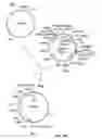 Fig. 20 - Compositions and methods for bacterial production of chondroitin