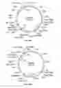 Fig. 24 - Compositions and methods for bacterial production of chondroitin