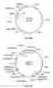 Fig. 26 - Compositions and methods for bacterial production of chondroitin