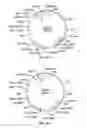 Fig. 27 - Compositions and methods for bacterial production of chondroitin