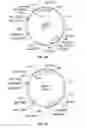 Fig. 28 - Compositions and methods for bacterial production of chondroitin