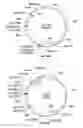 Fig. 29 - Compositions and methods for bacterial production of chondroitin