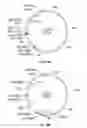 Fig. 30 - Compositions and methods for bacterial production of chondroitin