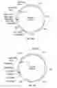 Fig. 31 - Compositions and methods for bacterial production of chondroitin