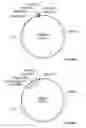 Fig. 32 - Compositions and methods for bacterial production of chondroitin