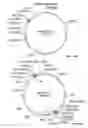 Fig. 33 - Compositions and methods for bacterial production of chondroitin