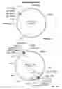 Fig. 34 - Compositions and methods for bacterial production of chondroitin