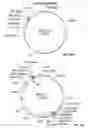 Fig. 35 - Compositions and methods for bacterial production of chondroitin