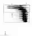 Fig. 20 - Modified RNA ligase for efficient 3′ modification of RNA