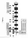 Fig. 07 - Sulfotransferase 1E1 sequence variants