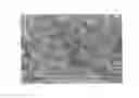 Fig. 01 - EXTRACT HAVING PROTEASE ACTIVITY