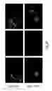 Fig. 06 - SiRNA-mediated gene silencing