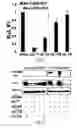 Fig. 14 - SiRNA-mediated gene silencing
