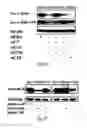 Fig. 15 - SiRNA-mediated gene silencing