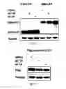 Fig. 17 - SiRNA-mediated gene silencing