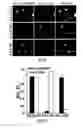 Fig. 18 - SiRNA-mediated gene silencing