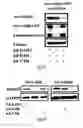 Fig. 19 - SiRNA-mediated gene silencing