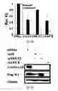 Fig. 23 - SiRNA-mediated gene silencing