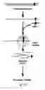 Fig. 25 - SiRNA-mediated gene silencing