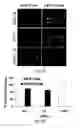 Fig. 28 - SiRNA-mediated gene silencing