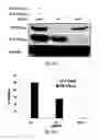 Fig. 29 - SiRNA-mediated gene silencing