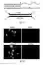 Fig. 31 - SiRNA-mediated gene silencing