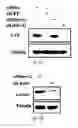 Fig. 32 - SiRNA-mediated gene silencing