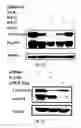 Fig. 33 - SiRNA-mediated gene silencing