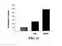 Fig. 13 - METHOD OF INDUCING PROLIFERATION AND/OR DIFFERENTIATION OF NEURAL PRECURSOR CELLS BY INTRODUCING PROLACTIN OR WNT3A TO ACTIVATE LATENT NEURAL PRECURSOR CELLS