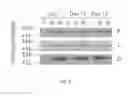 Fig. 03 - Volume exclusion agent to enhance formation of extracellular matrix