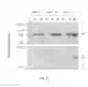 Fig. 04 - Volume exclusion agent to enhance formation of extracellular matrix