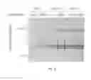 Fig. 06 - Volume exclusion agent to enhance formation of extracellular matrix